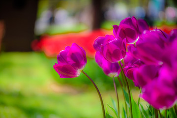 Background of blooming purples tulip with green background at Emirgan Park. Istanbul, Turkey.