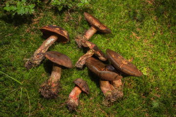 Picked mushrooms on the forest floor