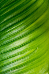 green leaf background texture