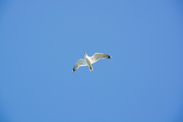 Fototapeta na wymiar Seagull flies in the blue sky