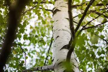 In the birch forest