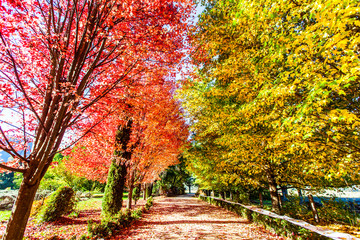 Fototapeta na wymiar Beautiful multi-coloured autumn leaves along road in Bright, Australia