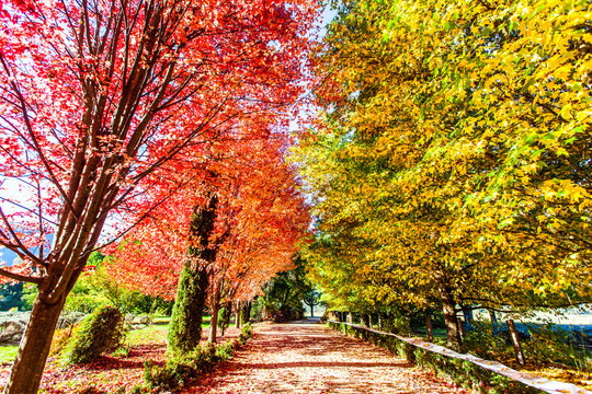 Beautiful multi-coloured autumn leaves along road in Bright, Australia