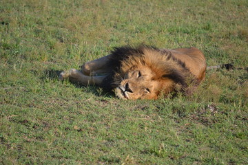 Lion resting in Kenya, Africa