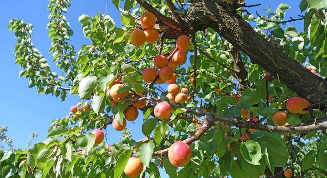 abricotier et es fruits