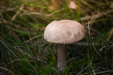 mushroom in the forest