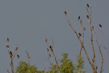 Stare baden im Regen auf einem kahlen Baum
