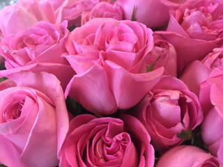 Розовые розы