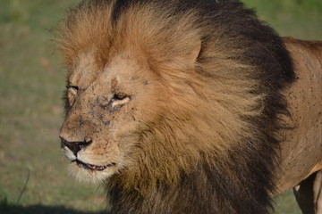 Lion closeup in Kenya