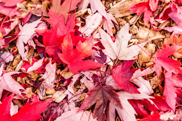 Pile of maple leaves on ground