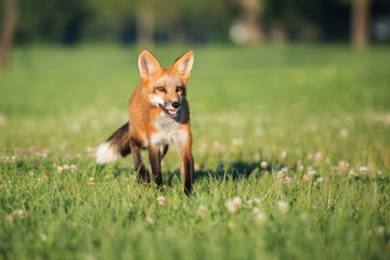 Naklejka na ściany i meble young fox walking on a field in summer