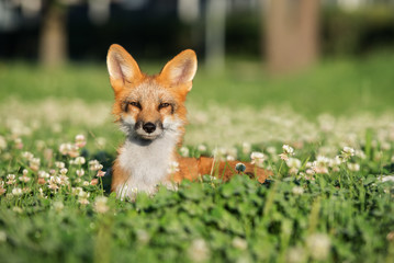 adorable young fox lying down on grass