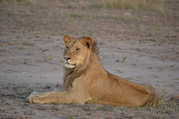 Lion in Kenya