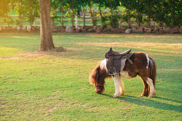 Dwarf horse eating green grass.
