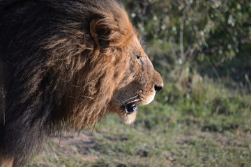 Lion pride hunting and foraging in Kenya