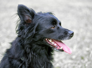 Black dog head portrait on grey background with copyspace