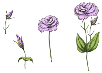 Set with eustoma flowers, bud, leaves and stems isolated on white background. Botanical vector illustration