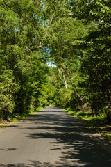 Road through the summer forest