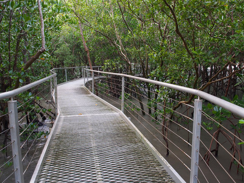 Mangrove boardwalk, East Point Reserve, Darwin, Australia