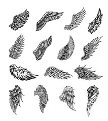 Wings graphic illustration