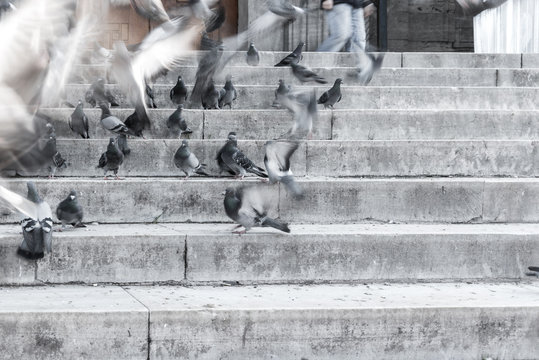Pigeons on the stairs of New Mosque (Yeni Camii). The New Mosque is an Ottoman imperial mosque completed in 1665, located in Istanbul, Turkey.
