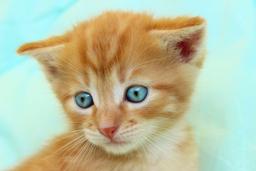 Cropped shot of a red kitten. Kitten close-up.  Kitten. Cat.
