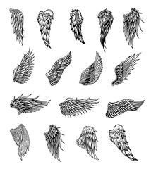 Wings graphic illustration