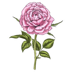 Hand drawn pink rose flower isolated on white background. Botanical vector illustration