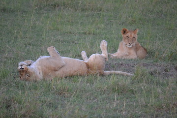 Playful lion in Kenya