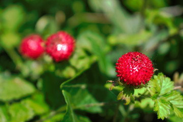 Closeup of a wild red berry in nature