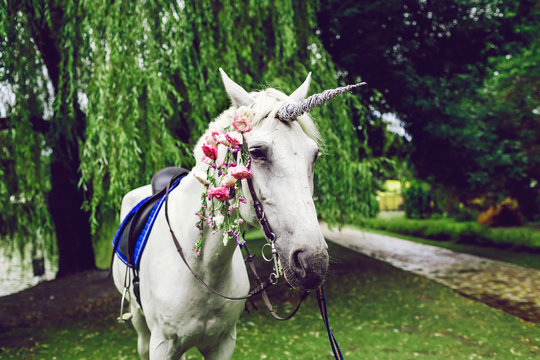 Horse dressed as a unicorn with the horn. Ideas for photoshoot. Wedding. Party. Outdoor