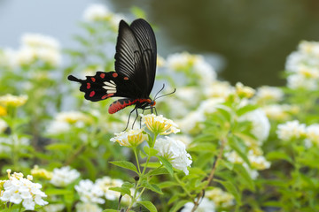 Fototapeta premium Red butterfly with Hedge flowers. Beautiful nature.