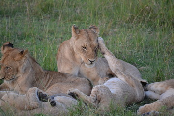 Fototapeta na wymiar Playful lion pride in Africa