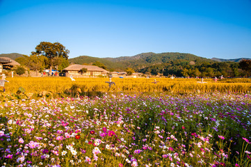 Asan Oeam Folk Village with cosmos flowers and scarecrows standing.