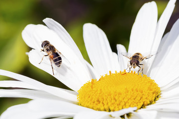 Bees sitting on camomile.