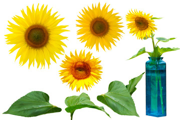 XXXL Sunflower free objects elements cutout Freisteller freigestellt gelbe Blüte grüne Blätter...