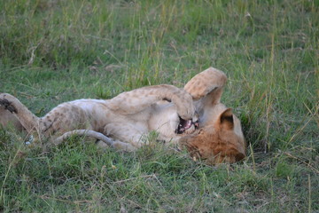 Lion cubs playing in Africa