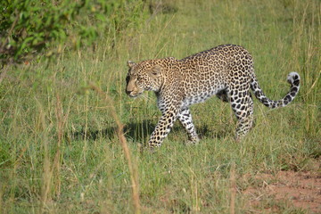 Leopard in Kenya, Africa