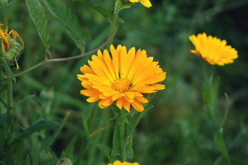 Calendula