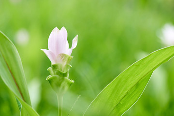 Obraz premium White Siam tulip flowers(Curcuma aeruqinosa Roxb.) pebble flowers in the field of flowers, which will bloom in the rainy season.