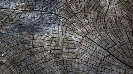 Fototapeta premium Deep cracks of tree for abstract background.