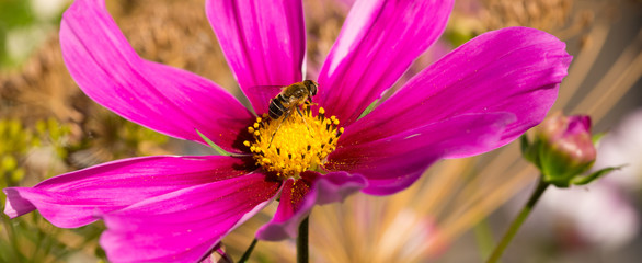 Bee on Cosmea flowers.