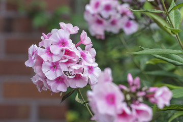 Blumen im Garten im Sommer