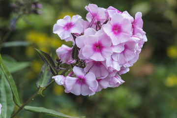 Obraz premium Blumen im Garten im Sommer