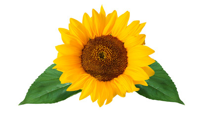 Sonnenblume freigestellt auf weissem Hintergrund mit Blättern, sunflower free object green leaf...