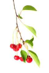 Branch of cherry with berries  on white