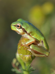Small tree frog (Hyla arborea) is sitting on flower