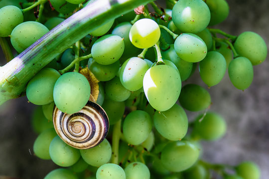 Snail on a grape stem, closeup