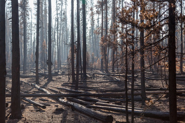 Pine Trees in Forest Fire
