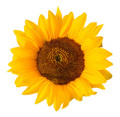 Sonnenblume freigestellt auf weissem Hintergrund einzelne Blüte Blütenblätter auf weissem...